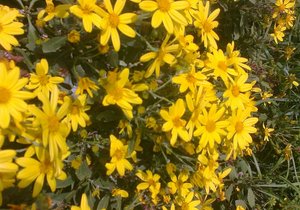 Program Sondag 14 September 2014